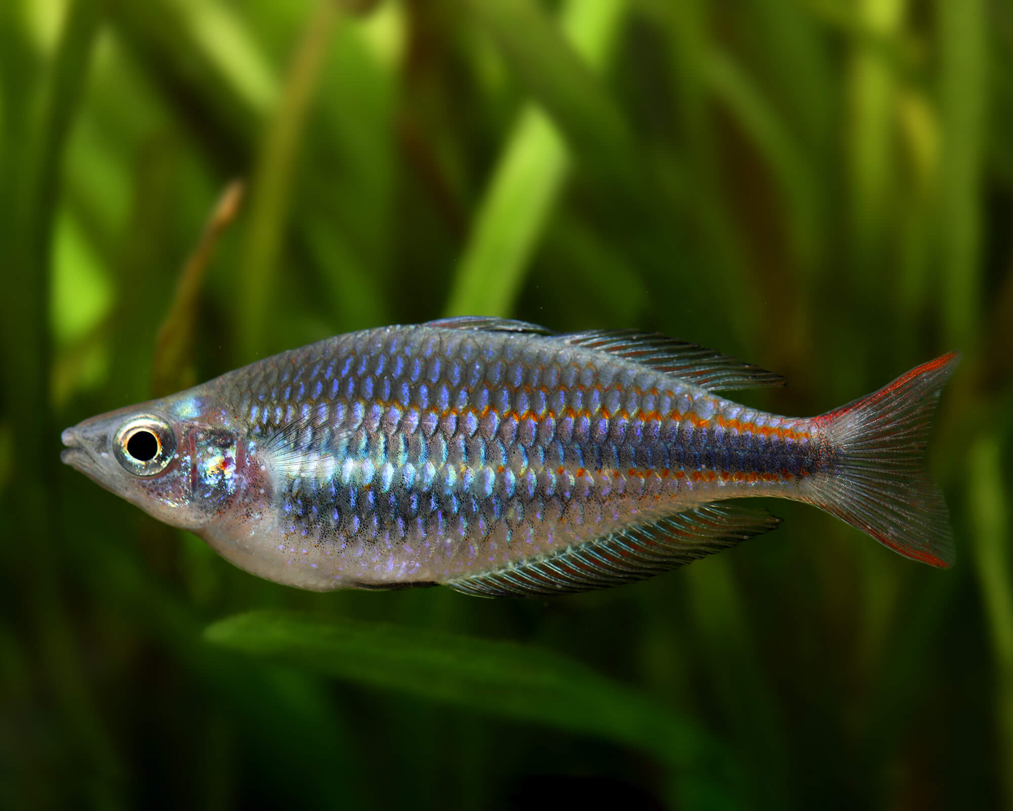 Melanotaenia trifasciata (Banded Rainbowfish)